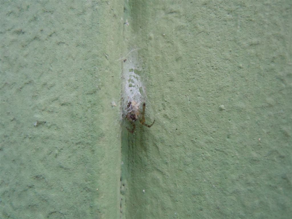Zygiella cf. x-notata - Lago d''Averno (NA)